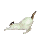猫 貓 cat 40（個別スタンプ：29）