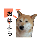 北斗スタンプ（個別スタンプ：3）