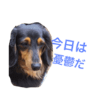 ダックスひまぽんの一言（個別スタンプ：16）
