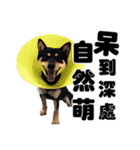 Black shiba,OPEN（個別スタンプ：1）
