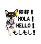 Black shiba,OPEN（個別スタンプ：2）