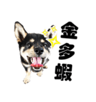 Black shiba,OPEN（個別スタンプ：3）