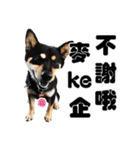 Black shiba,OPEN（個別スタンプ：4）