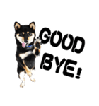 Black shiba,OPEN（個別スタンプ：5）