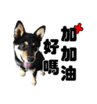 Black shiba,OPEN（個別スタンプ：7）