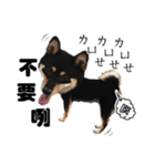 Black shiba,OPEN（個別スタンプ：8）