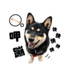 Black shiba,OPEN（個別スタンプ：9）