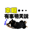 Black shiba,OPEN（個別スタンプ：10）