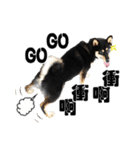Black shiba,OPEN（個別スタンプ：11）