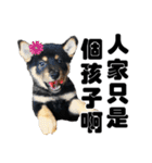 Black shiba,OPEN（個別スタンプ：12）
