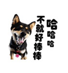Black shiba,OPEN（個別スタンプ：13）