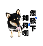 Black shiba,OPEN（個別スタンプ：14）
