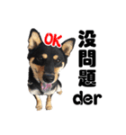 Black shiba,OPEN（個別スタンプ：15）