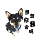 Black shiba,OPEN（個別スタンプ：16）