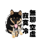 Black shiba,OPEN（個別スタンプ：17）