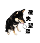 Black shiba,OPEN（個別スタンプ：18）