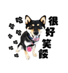 Black shiba,OPEN（個別スタンプ：19）
