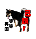 Black shiba,OPEN（個別スタンプ：20）