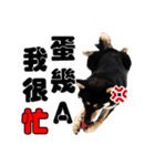 Black shiba,OPEN（個別スタンプ：21）