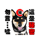 Black shiba,OPEN（個別スタンプ：22）