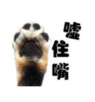 Black shiba,OPEN（個別スタンプ：23）