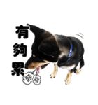 Black shiba,OPEN（個別スタンプ：24）