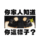 Black shiba,OPEN（個別スタンプ：25）