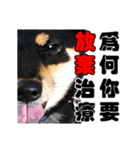 Black shiba,OPEN（個別スタンプ：26）