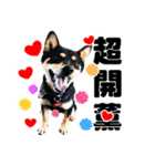 Black shiba,OPEN（個別スタンプ：27）