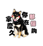 Black shiba,OPEN（個別スタンプ：28）