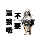 Black shiba,OPEN（個別スタンプ：29）