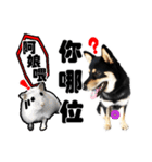 Black shiba,OPEN（個別スタンプ：30）