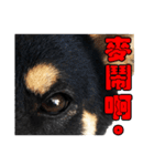 Black shiba,OPEN（個別スタンプ：31）