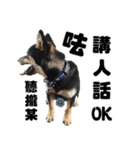 Black shiba,OPEN（個別スタンプ：32）