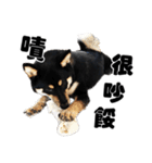 Black shiba,OPEN（個別スタンプ：33）