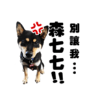 Black shiba,OPEN（個別スタンプ：34）