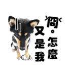 Black shiba,OPEN（個別スタンプ：35）