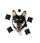 Black shiba,OPEN（個別スタンプ：36）