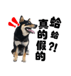 Black shiba,OPEN（個別スタンプ：37）