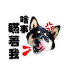 Black shiba,OPEN（個別スタンプ：38）