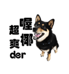 Black shiba,OPEN（個別スタンプ：39）