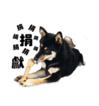 Black shiba,OPEN（個別スタンプ：40）