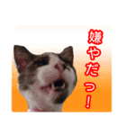 ハチワレ猫のおちびはん①（個別スタンプ：2）