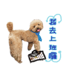 Poodle cobee（個別スタンプ：10）