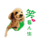 Poodle cobee（個別スタンプ：18）