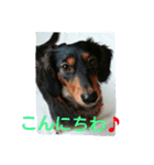 僕の名前はルイです。（個別スタンプ：13）
