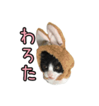 はちわれねこ ちゃーぽ ver2.1（個別スタンプ：2）