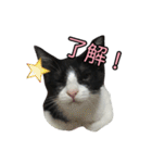 はちわれねこ ちゃーぽ ver2.1（個別スタンプ：4）