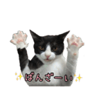 はちわれねこ ちゃーぽ ver2.1（個別スタンプ：6）