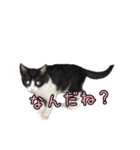 はちわれねこ ちゃーぽ ver2.1（個別スタンプ：10）